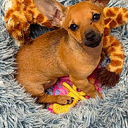 Nova is registered to the contest to win money with this photo: dog, puppy, small_dog, brown_dog, fluffy_bed, pet_bed, plush_toy, giraffe_toy, yellow_toy, wooden_floor, indoor, cute, pet, animal, ears, sitting, looking_up, fur, toy, cozy