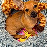 dog, puppy, small_dog, brown_dog, fluffy_bed, pet_bed, plush_toy, giraffe_toy, yellow_toy, wooden_floor, indoor, cute, pet, animal, ears, sitting, looking_up, fur, toy, cozy