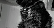 Stella is registered to the contest to win money with this photo: animal, black_and_white, cat, cat_tree, collar, curious, domestic, feline, fluffy, furry, indoor, perch, pet, side_view, sitting, soft_texture, tag, tail, tortoiseshell, whiskers