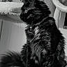 Stella is registered to the contest to win money with this photo: cat, tortoiseshell, pet, furry, fluffy, collar, tag, indoor, perch, cat_tree, animal, sitting, side_view, soft_texture, black_and_white, curious, whiskers, tail, feline, domestic