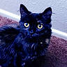 alert, animal, black_cat, carpet, cat, companion, curious, cute, domestic_cat, ears, feline, fluffy, fur, indoor, looking_up, pet, sitting, wall, whiskers, yellow_eyes