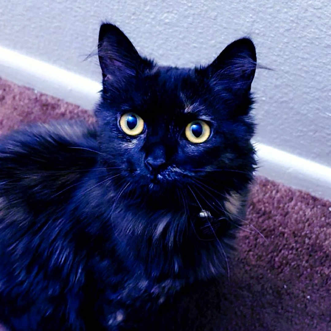 Stella