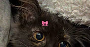 Stella joined the competition — help win amazing prizes! kitten, cat, black_cat, pet, cute, animal, feline, eyes, whiskers, bow, blanket, cozy, fur, indoors, closeup, curious, small, cute_pet, resting, comfort