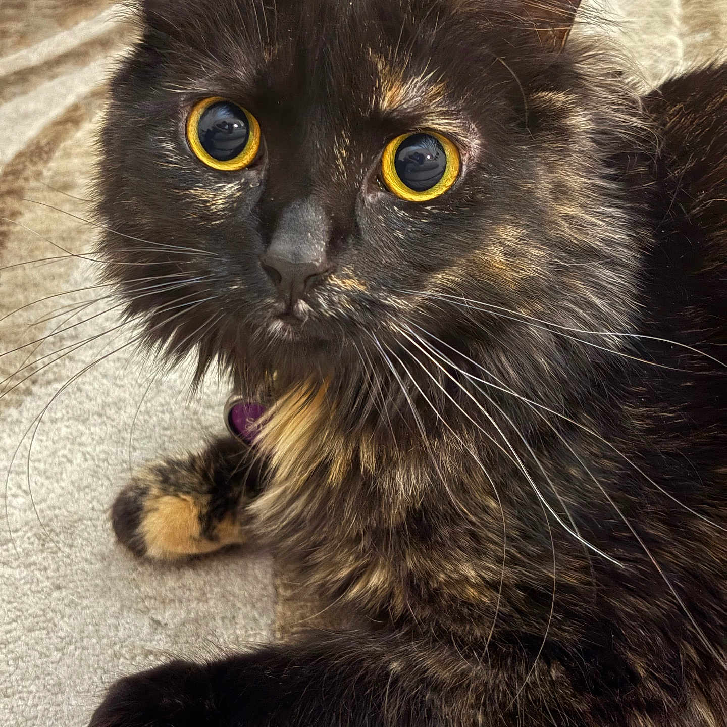 Stella
