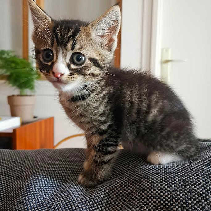 Pito Rufio D'Oléron a rejoint le concours — aidez-le/la à gagner de superbes lots ! animal, cat, closeup, curious, cute, domestic, door, ears, feline, furniture, home, indoor, kitten, pet, potted_plant, small, tabby, texture, whiskers, young