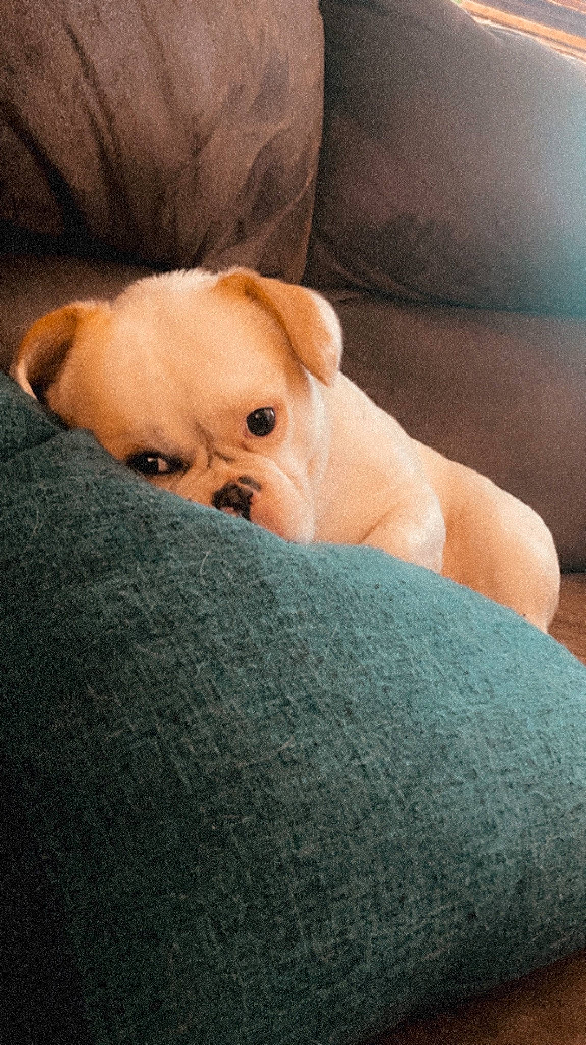 Biggie Smalls is registered to the contest to win money with this photo: canidae, carnivore, comfort, companion_dog, dog, dog_breed, ear, fawn, fur, human_leg, linens, nail, snout, sporting_group, terrestrial_animal, toy_dog, whiskers, wood, working_animal, wrinkle