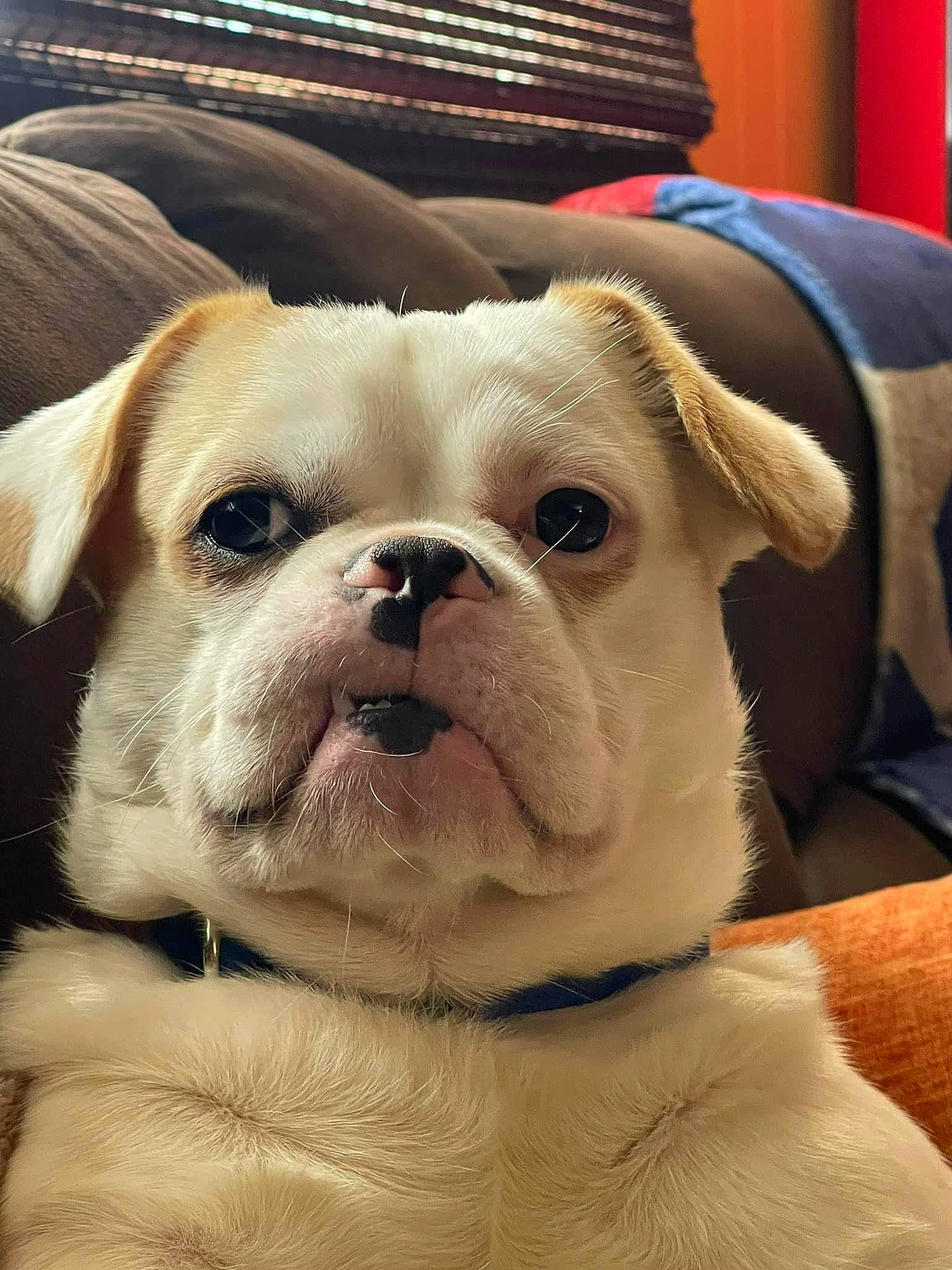 Biggie Smalls is registered to the contest to win money with this photo: bulldog, canidae, carnivore, companion_dog, dog, dog_breed, dog_collar, fawn, fur, molosser, non_sporting_group, ori_pei, puppy_love, snout, sporting_group, toy_dog, whiskers, white_english_bulldog, working_animal, wrinkle