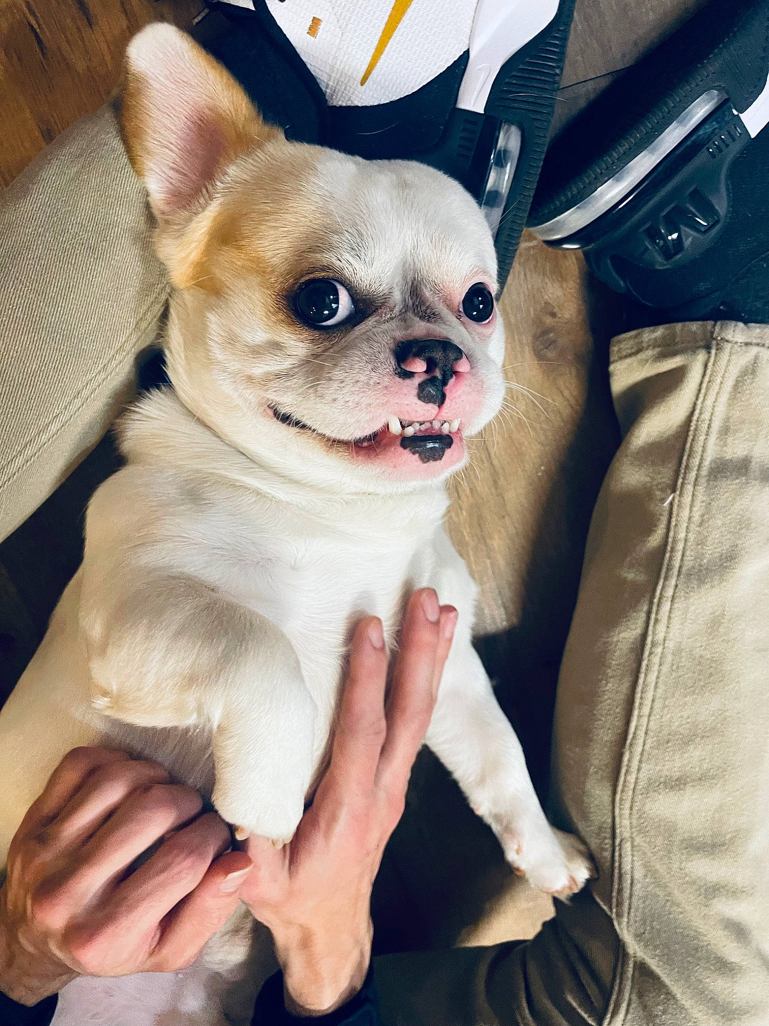 Biggie Smalls joined the competition — help win amazing prizes! canidae, carnivore, chihuahua, comfort, companion_dog, corgi_chihuahua, dog, dog_breed, dog_supply, fawn, fur, nail, non_sporting_group, snout, sporting_group, terrestrial_animal, toy_dog, whiskers, working_animal