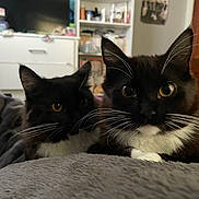 Daisy joined the competition — help win amazing prizes! cat, tuxedo_cat, pet, indoor, animal, feline, whiskers, bedroom, blanket, cozy, fur, two_cats, resting, curious, close_up, domestic, mammal, eyes, black_and_white, relaxed