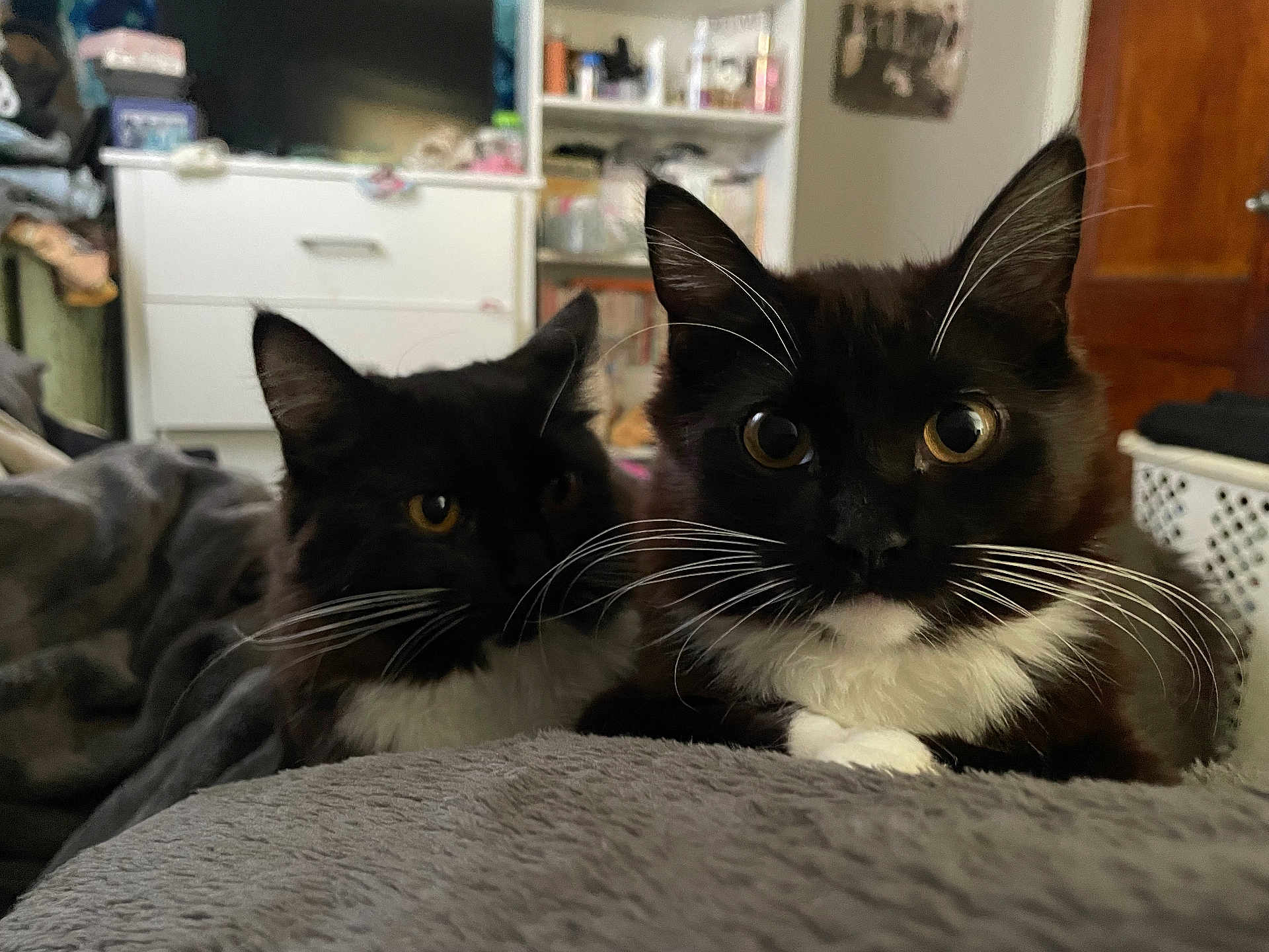 Daisy joined the competition — help win amazing prizes! cat, tuxedo_cat, pet, indoor, animal, feline, whiskers, bedroom, blanket, cozy, fur, two_cats, resting, curious, close_up, domestic, mammal, eyes, black_and_white, relaxed
