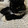 Daisy is registered to the contest to win money with this photo: cat, black_and_white, pet, animal, feline, whiskers, yellow_eyes, paws, fur, closeup, indoor, blanket, cozy, resting, cute, soft, texture, relaxed, sleepy, domestic_cat