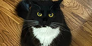 Daisy joined the competition — help win amazing prizes! cat, black_and_white, fluffy, yellow_eyes, whiskers, sitting, wooden_floor, pet, domestic_animal, cute, indoor, fur, paws, animal, looking_up, curious, close_up, portrait, feline, house_pet