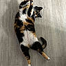 Olive joined the competition — help win amazing prizes! animal, belly_up, black_fur, calico_cat, cat, cute, fur, green_eyes, home, indoor, lying_down, orange_fur, pet, playful, raised_paws, relaxed, tricolor, whiskers, white_fur, wooden_floor
