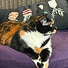 cat, calico_cat, pet, feline, animal, lying_down, crossed_paws, white_fur, black_fur, orange_fur, whiskers, pointed_ears, indoor, cushion, purple_cushion, wicker_furniture, patterned_pillow, cozy, relaxed, portrait