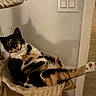cat, calico_cat, pet, feline, wide_eyes, stretching,  lounging, sitting, animal, fur, whiskers, ears, paws, tail, cat_bed, scratching_post, indoor, home, cozy, portrait