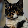 Olive is registered to the contest to win money with this photo: alert, animal, black_fur, calico_cat, cat, close_up, cute, golden_eyes, indoor, lock_screen, orange_fur, paws, pet, portrait, sitting, smartphone_screenshot, soft_lighting, weather_display, whiskers, white_fur
