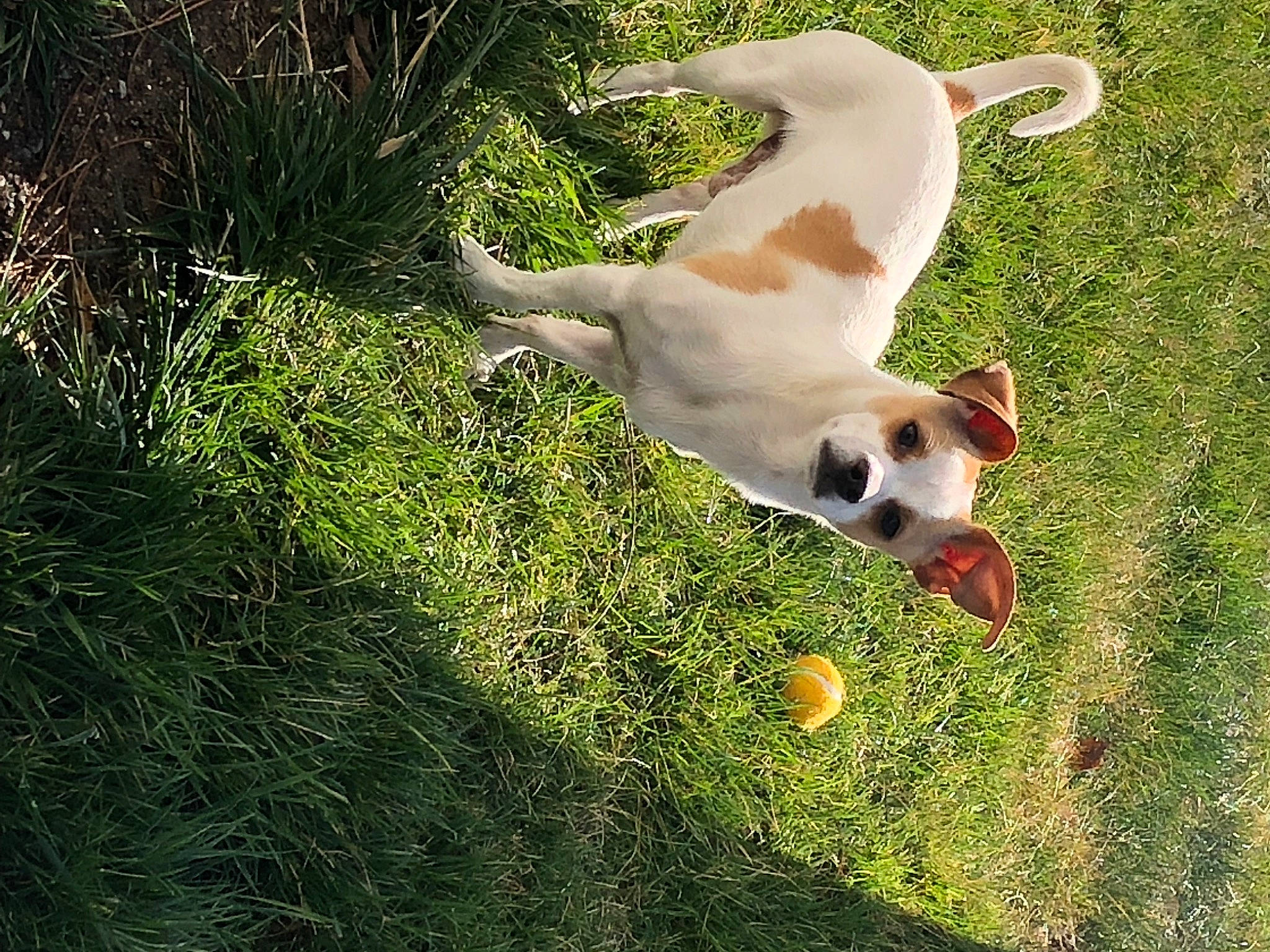 Jack is registered to the contest to win money with this photo: ball, canidae, carnivore, companion_dog, dog, dog_breed, fawn, grass, grass_family, grassland, lawn, pasture, paw, people_in_nature, plant, shadow, sporting_group, tail, toy_dog, working_animal