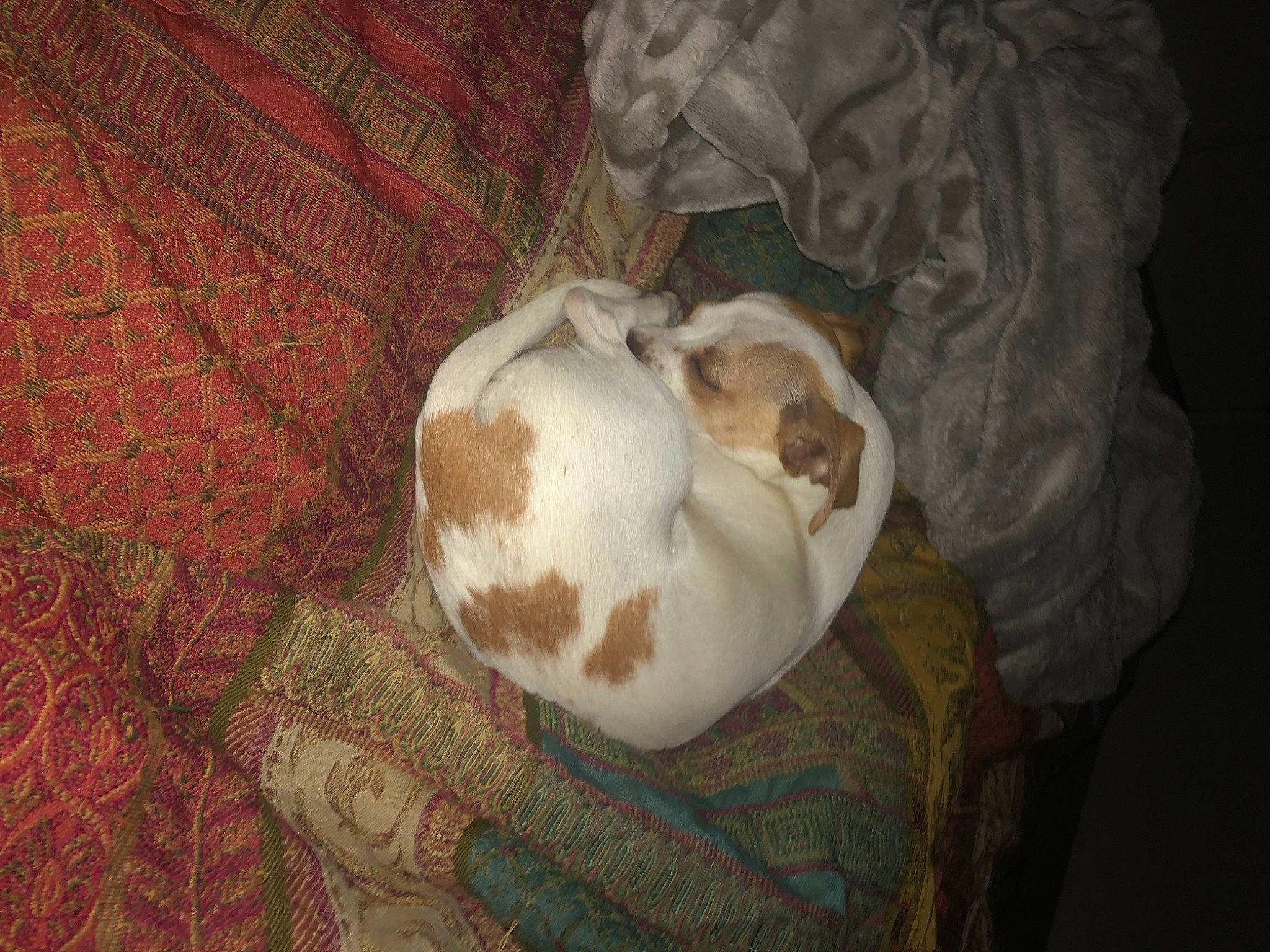 Jack joined the competition — help win amazing prizes! brown, canidae, carnivore, comfort, companion_dog, dog_breed, fawn, felidae, flooring, fur, hardwood, linens, pattern, room, small_to_medium_sized_cats, sporting_group, tail, whiskers, wood, woven_fabric