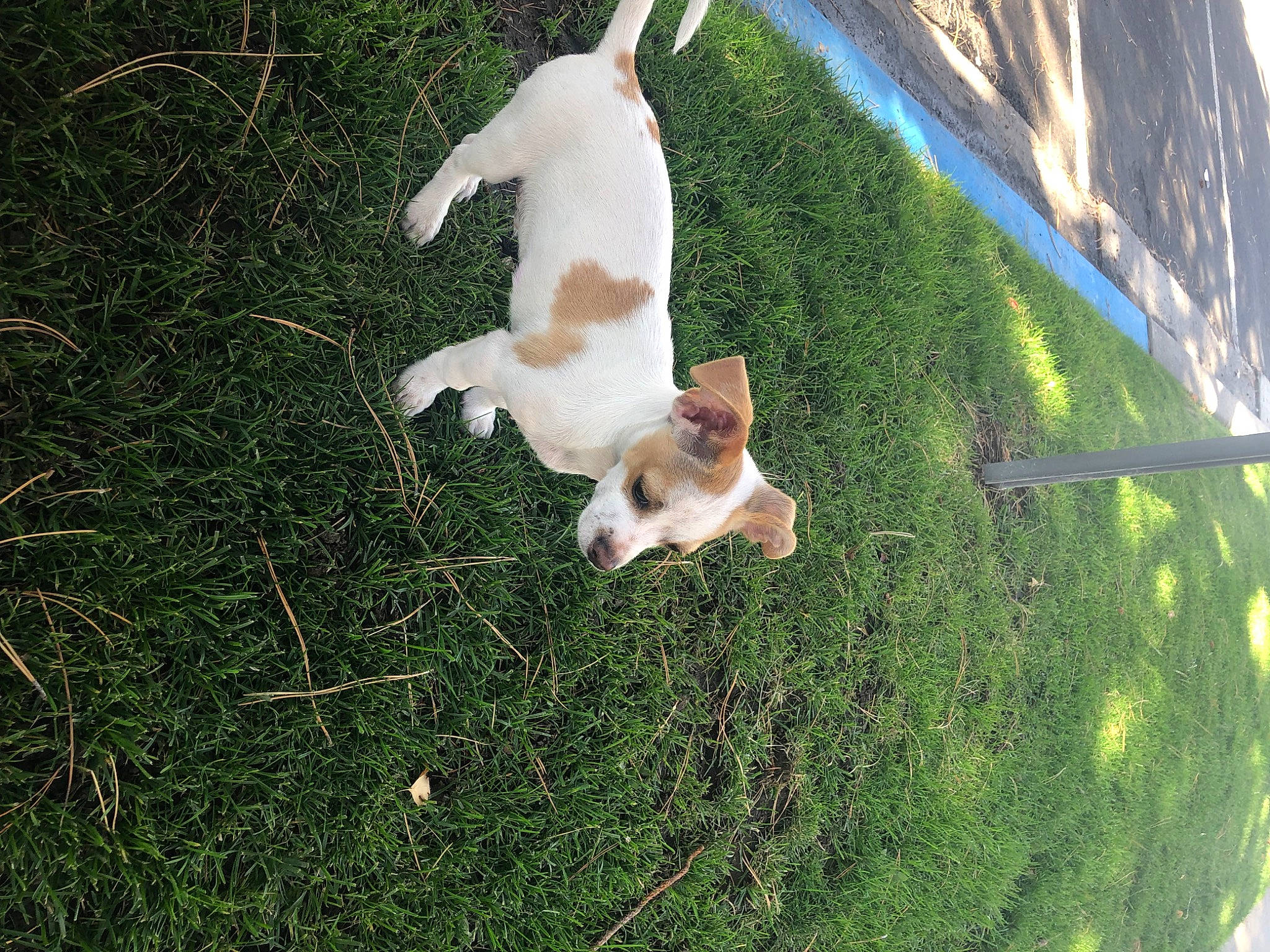 Jack joined the competition — help win amazing prizes! canidae, carnivore, companion_dog, dog, dog_breed, fawn, felidae, grass, grass_family, lawn, non_sporting_group, pasture, paw, plant, small_to_medium_sized_cats, sporting_group, tail, toy_dog, whiskers