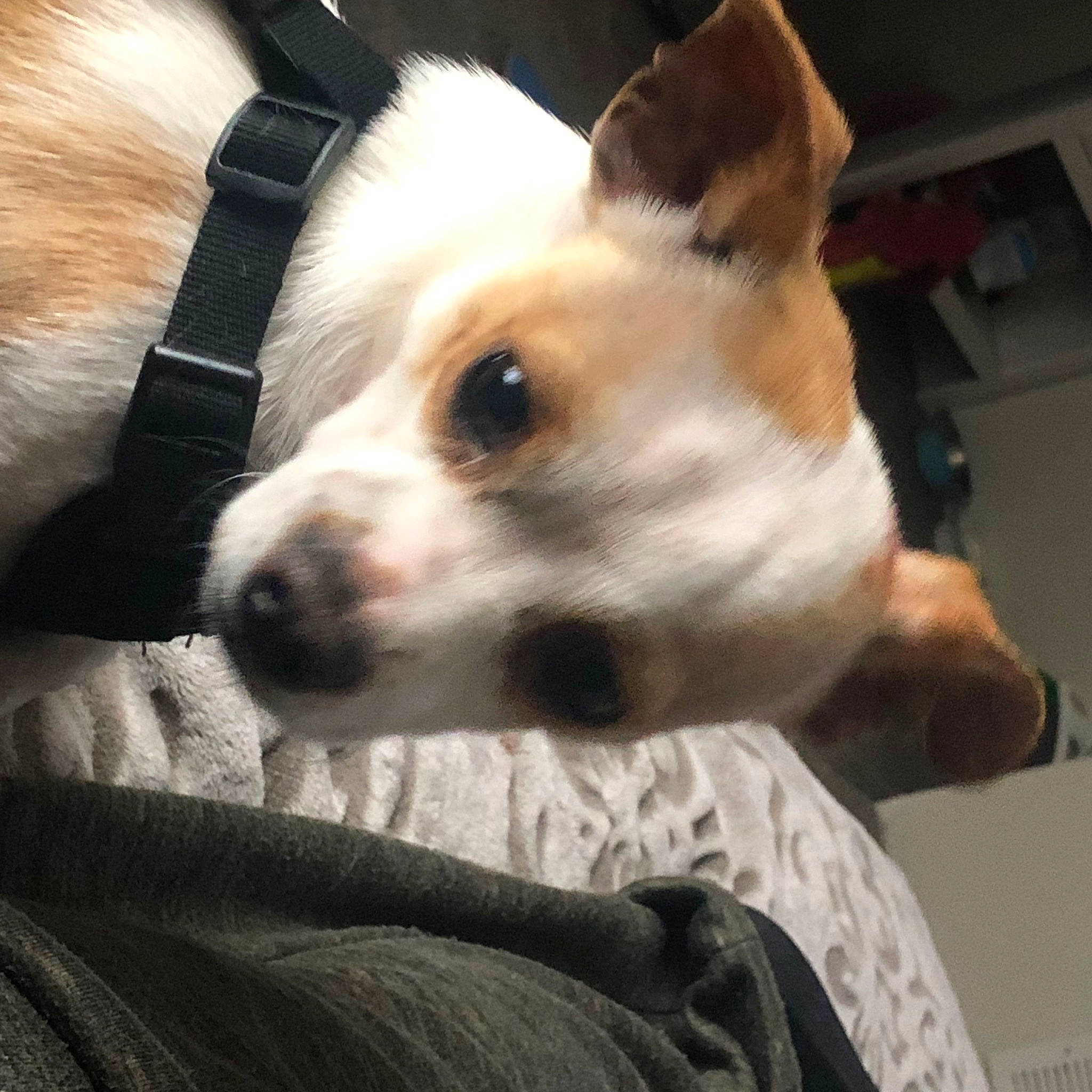 Jack is registered to the contest to win money with this photo: canidae, carnivore, collar, comfort, companion_dog, dog, dog_breed, ear, eye, fawn, fur, paw, pomeranian, puppy_love, snout, sporting_group, tail, toy_dog, whiskers, working_animal