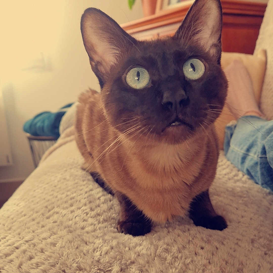 Umie a rejoint le concours — aidez-le/la à gagner de superbes lots ! abyssinian, animal, architecture, bed, bedroom, blanket, building, cat, couch, cushion, furniture, homedecor, indoors, livingroom, manx, pet, plant, room, siamese, wood