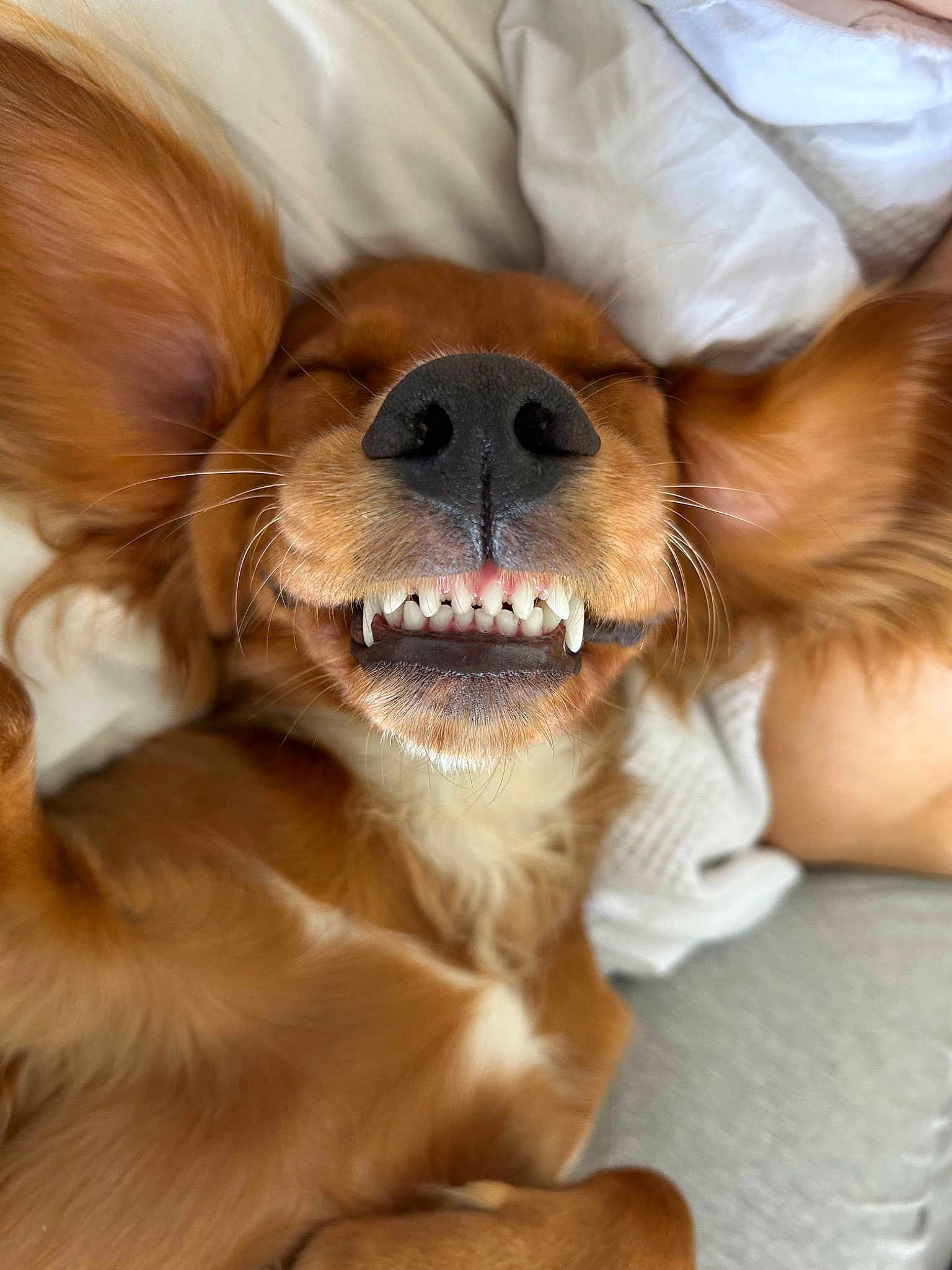 Mush