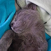 Luke is registered to the contest to win money with this photo: animal, blanket, cat, close_up, comfort, cozy, cute, feline, fur, gray_cat, indoor, nap, paw, pet, relaxation, resting, sleeping, soft, warm, whiskers