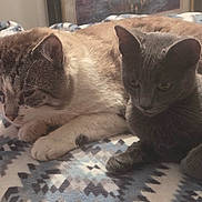 Willow is registered to the contest to win money with this photo: animal, bedroom, blanket, brown_cat, cat, close_up, cozy, ears, feline, fur, gray_cat, indoor, patterned_blanket, paws, pets, quiet, relaxed, resting, two_cats, whiskers