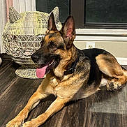 Arrax is registered to the contest to win money with this photo: dog, german_shepherd, indoor, floor, wooden_floor, sunlight, wicker_basket, cat_shape, pet, animal, tongue_out, relaxed, ears_up, collar, window, curtain, electrical_outlet, home, cozy, resting