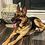 dog, german_shepherd, indoor, floor, wooden_floor, sunlight, wicker_basket, cat_shape, pet, animal, tongue_out, relaxed, ears_up, collar, window, curtain, electrical_outlet, home, cozy, resting