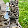 cat, tabby_cat, pet, leash, wooden_deck, grass, outdoor, lamp, chairs, shed, fence, whiskers, ears, collar, striped_fur, sitting, portrait, close_up, greenery, curious