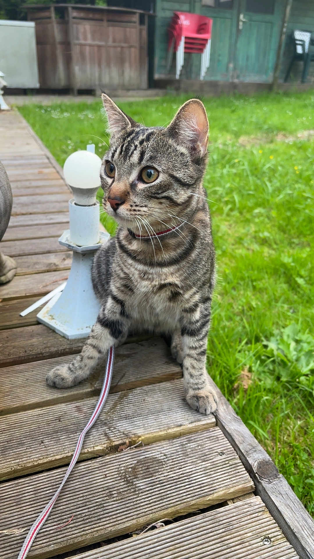June participe au concours pour gagner de l'argent avec cette photo : cat, tabby_cat, pet, leash, wooden_deck, grass, outdoor, lamp, chairs, shed, fence, whiskers, ears, collar, striped_fur, sitting, portrait, close_up, greenery, curious