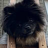 dog, puppy, black_dog, fluffy, long_hair, pet, animal, portrait, close_up, face, eyes, nose, fur, sitting, chair, wood, indoors, cute, funny, photography