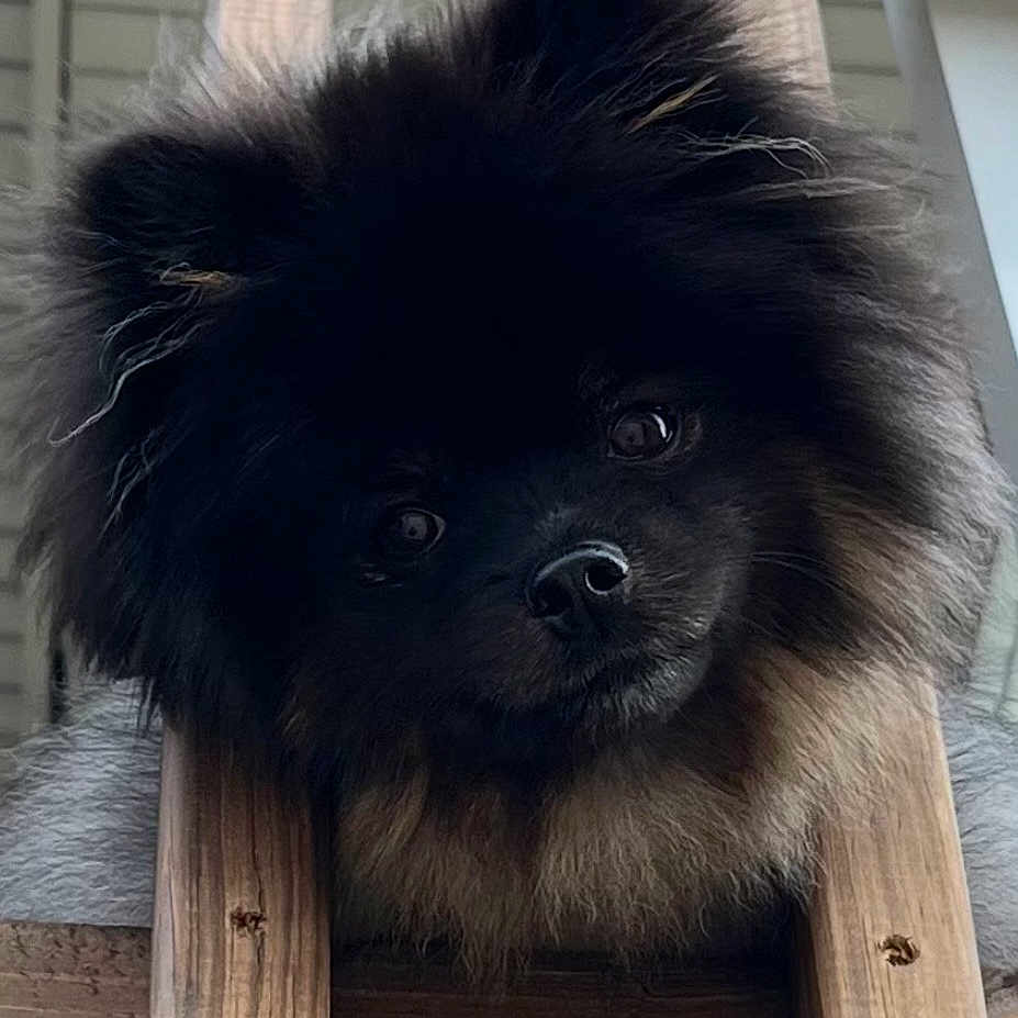 Tank joined the competition — help win amazing prizes! dog, puppy, black_dog, fluffy, long_hair, pet, animal, portrait, close_up, face, eyes, nose, fur, sitting, chair, wood, indoors, cute, funny, photography