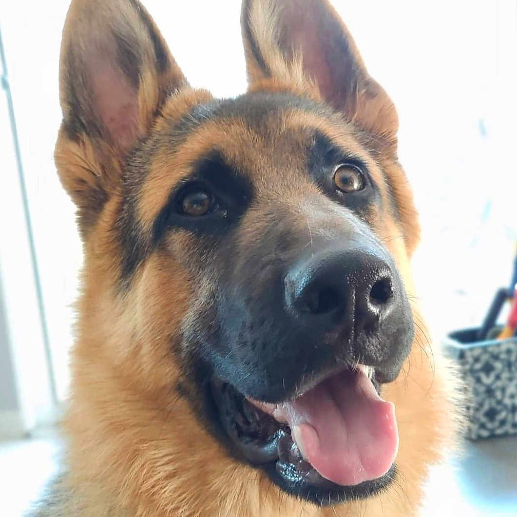 Raikou participe au concours pour gagner de l'argent avec cette photo : animal, background_blur, bright, canine, close_up, dog, domestic_animal, ears_up, friendly, fur, german_shepherd, happy, indoor, looking_up, mouth_open, nose, pet, portrait, smiling, tongue_out