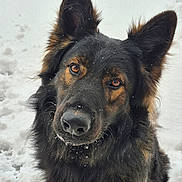 V-Max participe au concours pour gagner de l'argent avec cette photo : dog, german_shepherd, snow, outdoor, animal, pet, fur, ears, face, nose, eyes, portrait, winter, close_up, canine, muzzle, snowflakes, cute, furry, nature