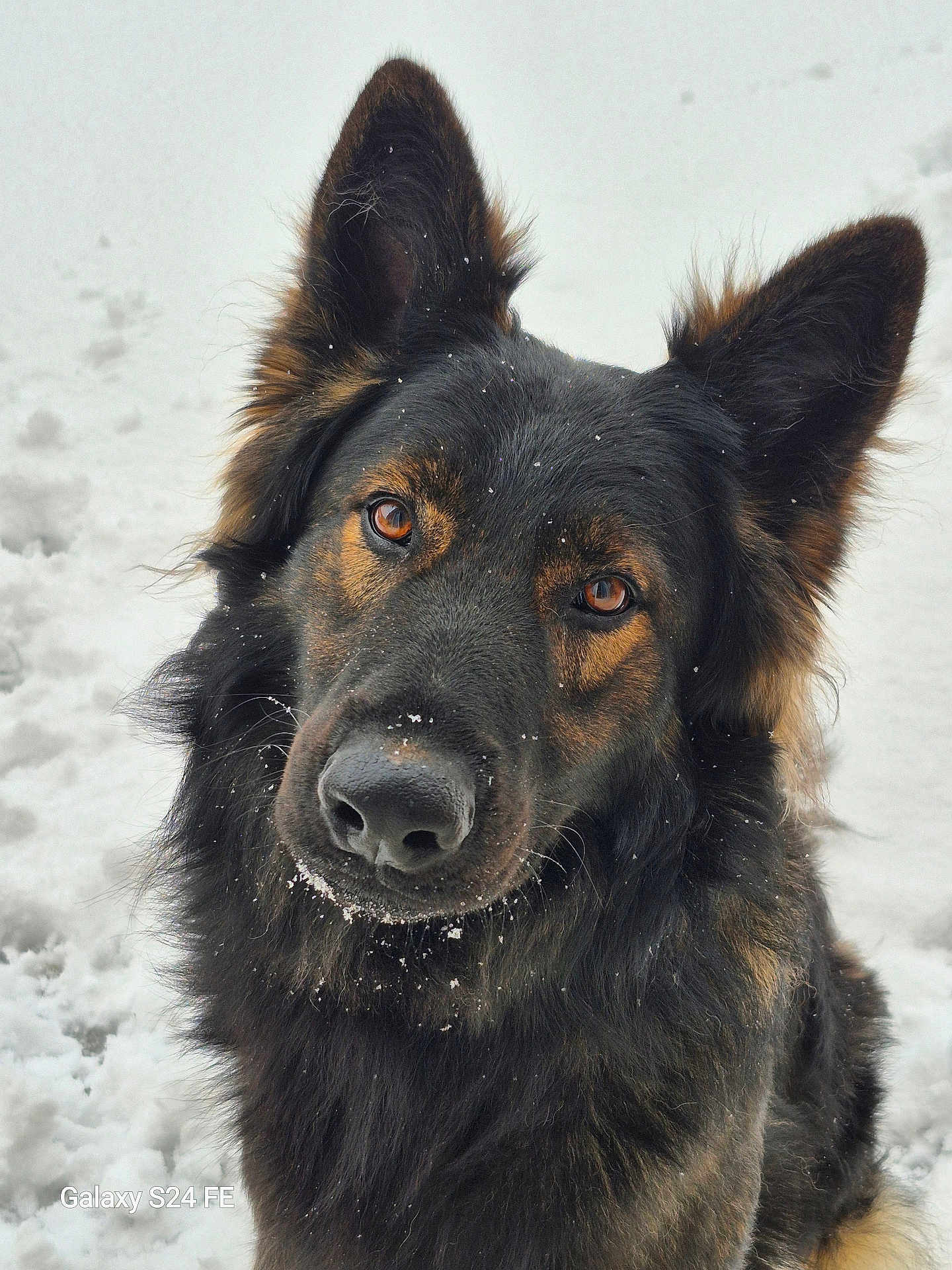 V-Max participe au concours pour gagner de l'argent avec cette photo : dog, german_shepherd, snow, outdoor, animal, pet, fur, ears, face, nose, eyes, portrait, winter, close_up, canine, muzzle, snowflakes, cute, furry, nature