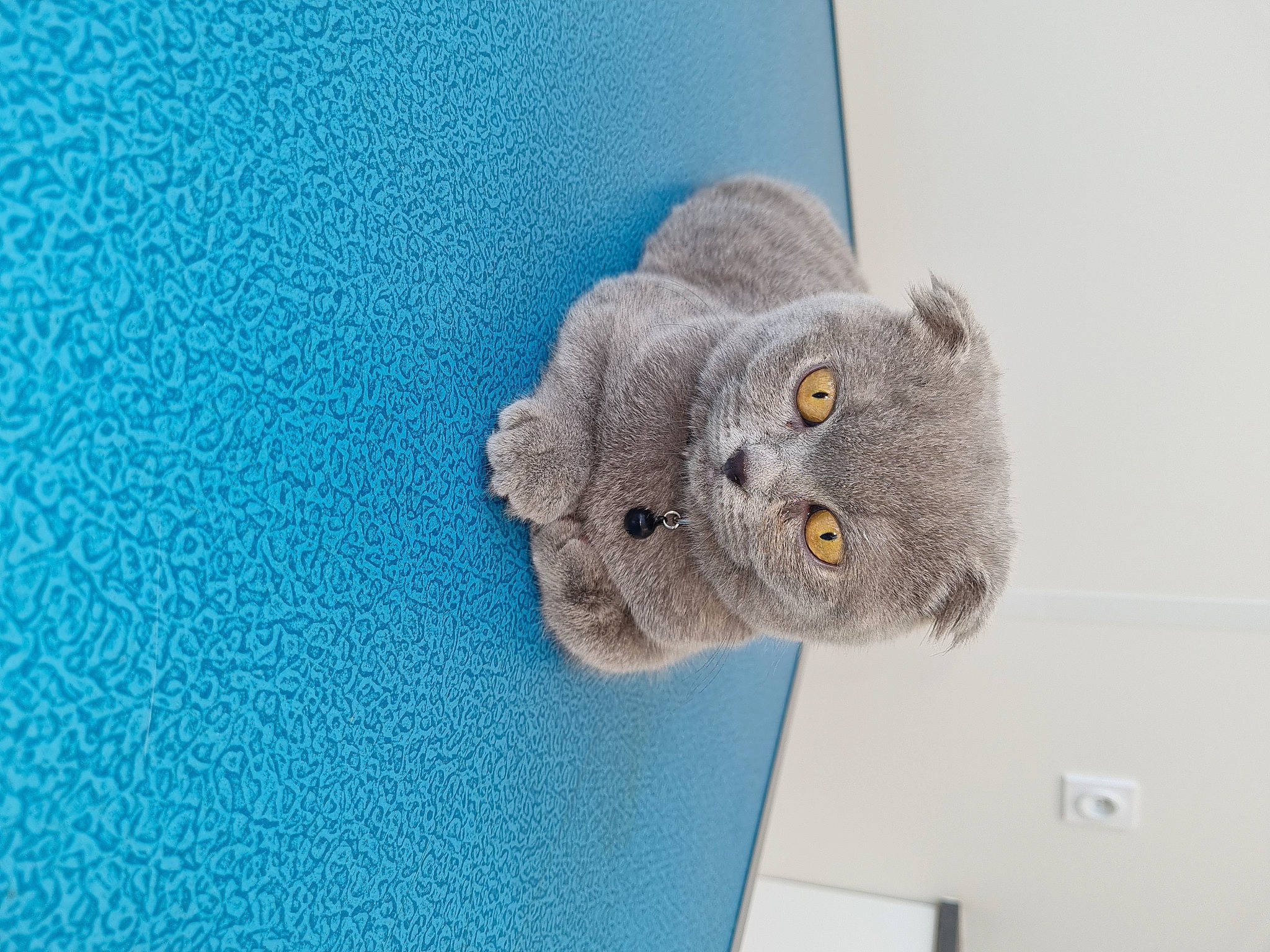 Topaz a rejoint le concours — aidez-le/la à gagner de superbes lots ! art, button, carnivore, cat, domestic_short_haired_cat, electric_blue, felidae, fur, grey, paw, plant, plush, russian_blue, small_to_medium_sized_cats, snout, stuffed_toy, tail, toy, whiskers, wool