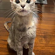 Miffy joined the competition — help win amazing prizes! cat, pet, animal, feline, whiskers, curious, indoor, wooden_floor, plant, greenery, ears, fur, sitting, looking_up, domestic, mammal, cute, alert, floor, houseplant