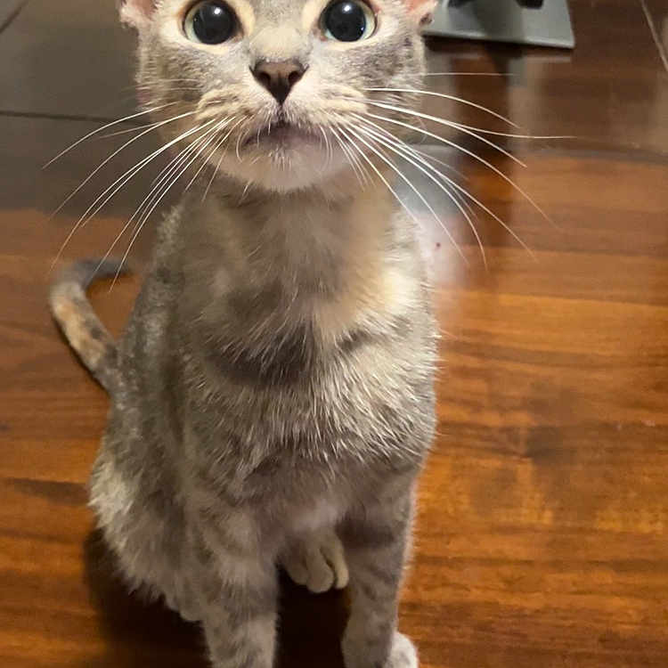 Miffy joined the competition — help win amazing prizes! cat, pet, animal, feline, whiskers, curious, indoor, wooden_floor, plant, greenery, ears, fur, sitting, looking_up, domestic, mammal, cute, alert, floor, houseplant