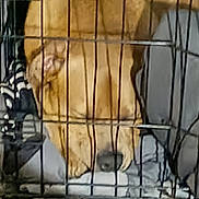 Biggs joined the competition — help win amazing prizes! animal, bed, blanket, brown_dog, cage, canine, crate, dog, domestic, enclosure, fur, furry, household, indoor, metal_bars, nose, paw, pet, resting, sleeping