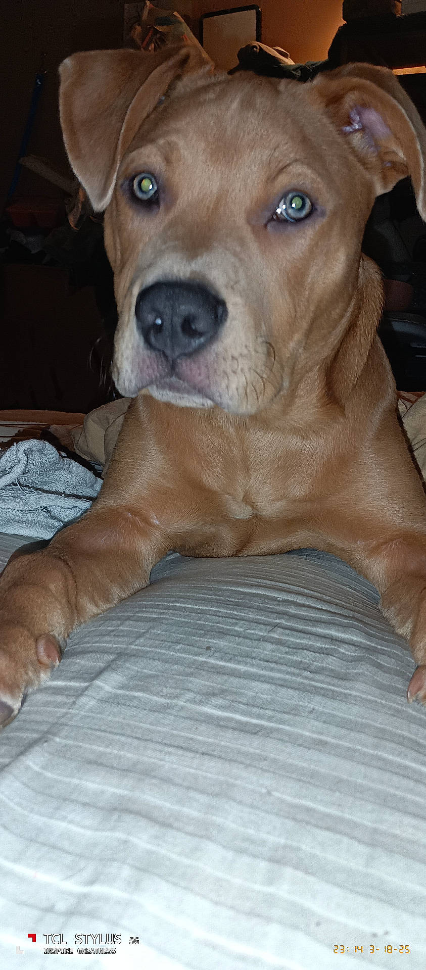 adult, animal, boxer, bulldog, canine, dog, frenchbulldog, hound, labradorretriever, male, man, person, pet, pitbull, plywood, pointer, puppy, snout, terrier, wood