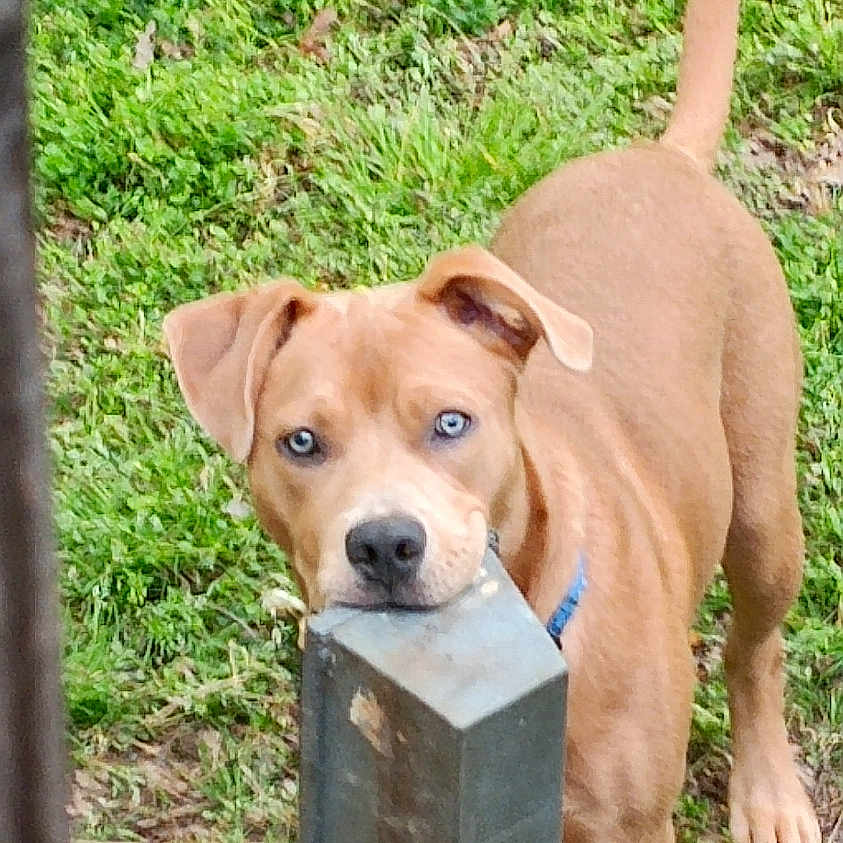 Biggs is registered to the contest to win money with this photo: animal, ball, boxer, bulldog, canine, dog, face, football, grass, head, hound, lawn, outdoors, person, pet, photography, plant, portrait, puppy, tree