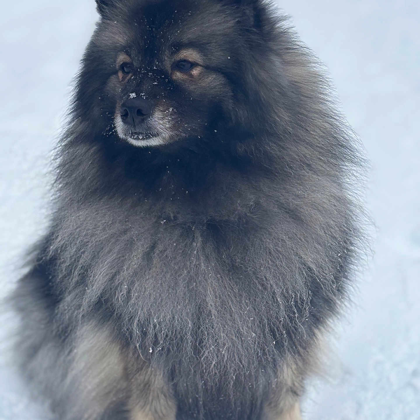 Mila participe au concours pour gagner de l'argent avec cette photo : angora, animal, arcticfox, bear, canine, cat, chow, collie, coyote, dog, eskimodog, fox, husky, pet, puppy, snout, whitedog, wolf