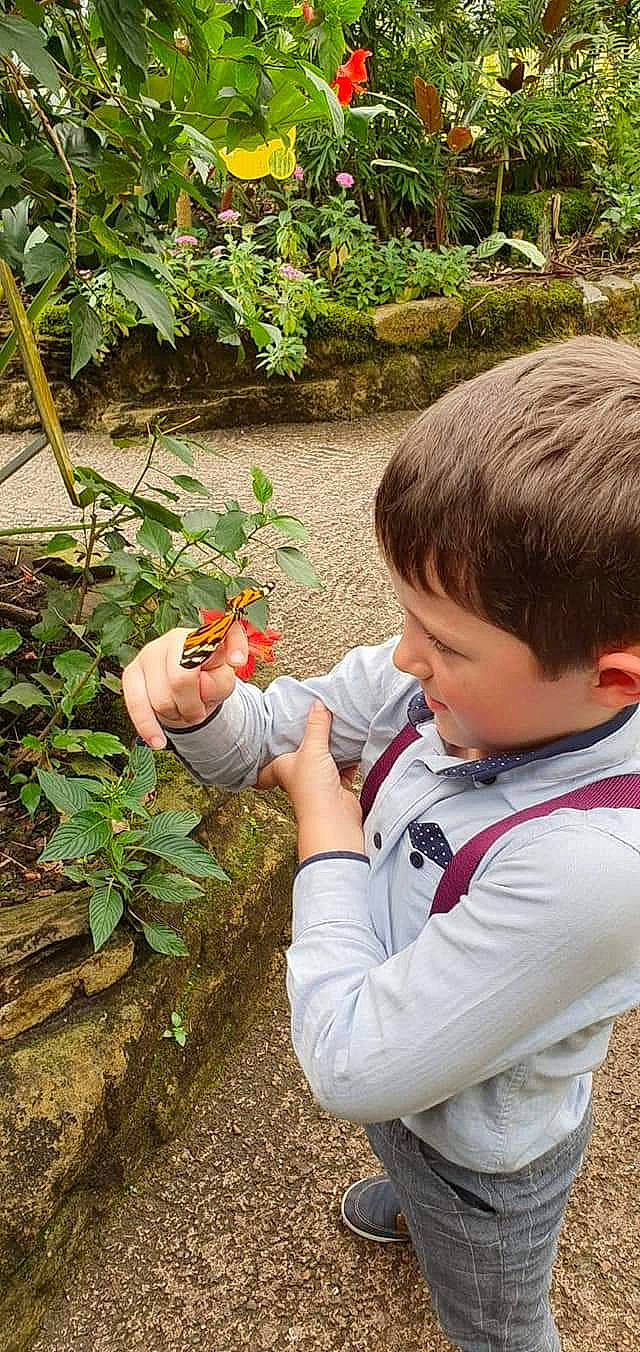 Kye Austin is registered to the contest to win money with this photo: botany, butterfly, child, fawn, flower, gardening, person, plant, toddler, tree, wildflower