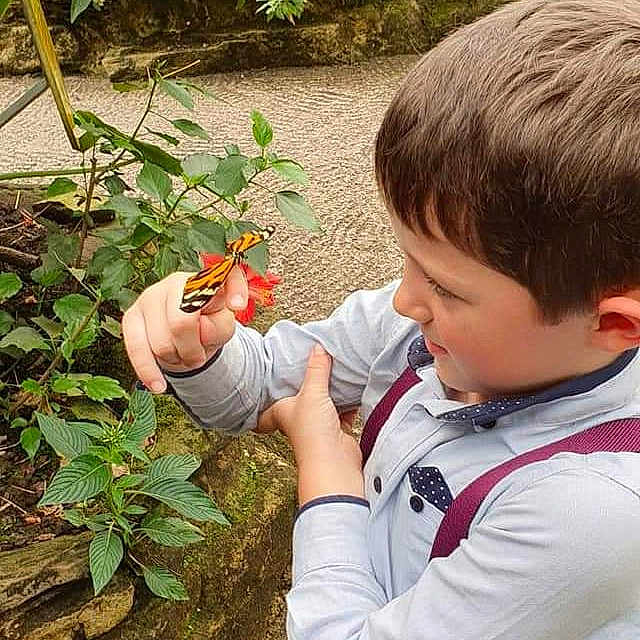 Kye Austin is registered to the contest to win money with this photo: botany, butterfly, child, fawn, flower, gardening, person, plant, toddler, tree, wildflower