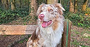Ice a rejoint le concours — aidez-le/la à gagner de superbes lots ! dog, australian_shepherd, fluffy, long_hair, brown_and_white, blue_eyes, pink_nose, open_mouth, happy, sitting, bench, wooden_bench, forest, woodland, trees, nature, outdoors, greenery, portrait, sunlight