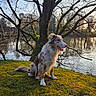 Ice a rejoint le concours — aidez-le/la à gagner de superbes lots ! dog, canine, long_hair, fluffy, sitting, outdoors, nature, lakeside, lake, water, tree, branches, moss, grass, woodland, reflection, sunset, golden_hour, portrait, scenic