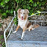 Ice a rejoint le concours — aidez-le/la à gagner de superbes lots ! dog, pet, animal, fluffy, long_hair, brown_and_white, sitting, smiling, outdoor, garden, bench, vintage, rustic, foliage, leaves, stone_wall, portrait, collar, front_facing, happy