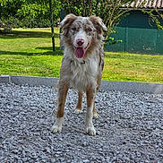 Ice a rejoint le concours — aidez-le/la à gagner de superbes lots ! dog, border_collie, fluffy, brown_and_white, tongue_out, happy, smiling, portrait, standing, outdoor, garden, backyard, grass, gravel, trees, hammock, shed, sunny, pet, animal